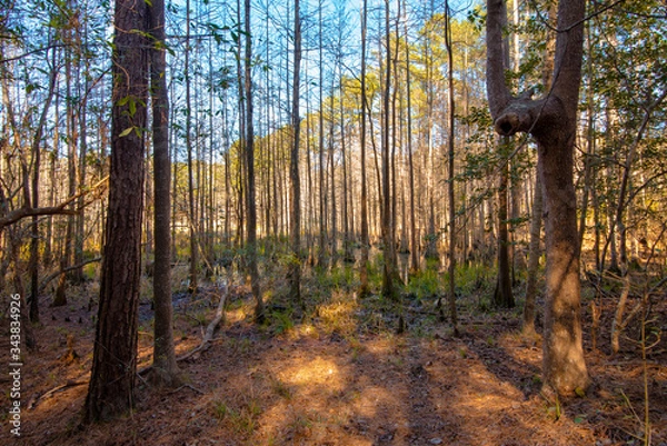 Obraz autumn in the forest