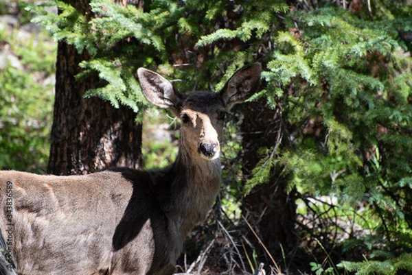 Fototapeta deer in the woods