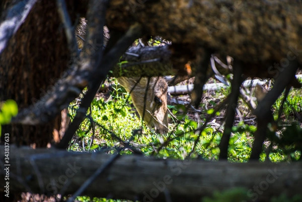 Obraz Deer in the forest