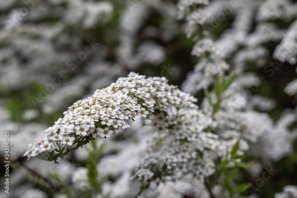 Obraz White Flower Park
