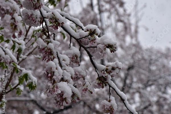 Fototapeta 桜と雪