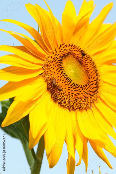 Fototapeta Close-up view of blooming sunflower and honey bees.