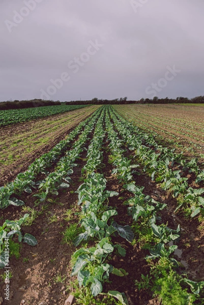Obraz Cauliflower field