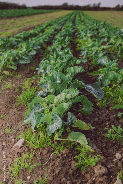 Obraz Cauliflower field