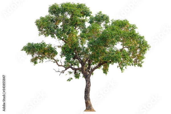 Fototapeta Isolated of big almond tree or Thai 's name is grabok on white background with clipping path. Cutout tree for use as a raw material for editing work.