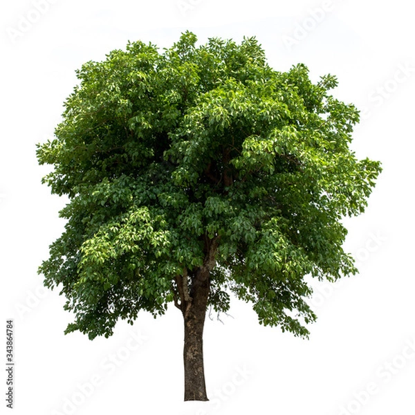Fototapeta Tree,green leaf isolated on the white background.