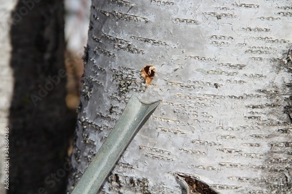 Obraz сбор березового сока