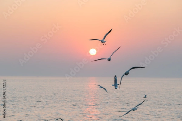 Fototapeta Beautiful sunset with flock of seagulls flying over the sea. Seagulls in the clouds of blue sky. Seagull flying in the blue sky. A seagull is flying in the sky. Seagull flying sky.