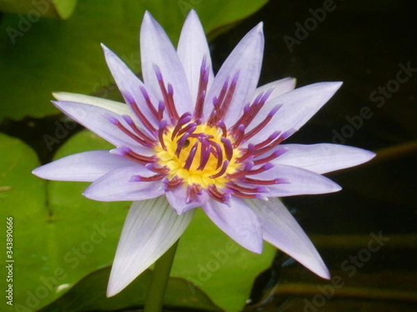 Fototapeta Une fleure de lotus blanc au coeur violet
