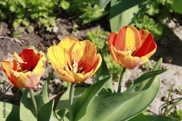 Obraz Tulpen bunt
