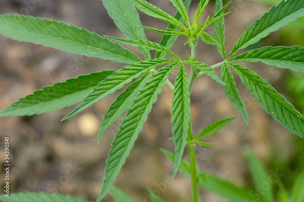 Obraz cannabis