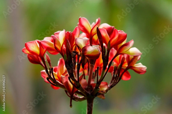 Fototapeta The flowers are used in Southeast Asia for several purposes. Especially in India, they are primarily used for worship at temples, whether at home or out, and more generally worn in hair by girls and w