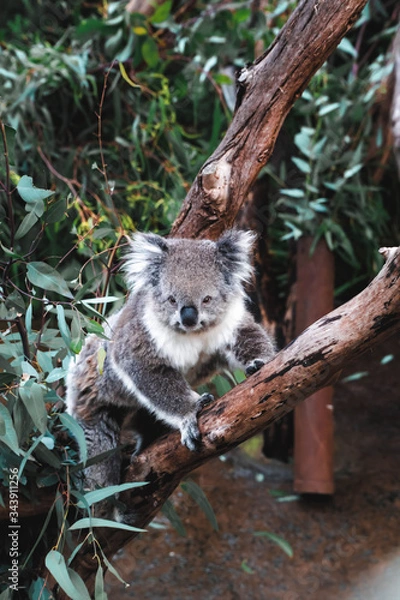 Obraz Koala in a tree 