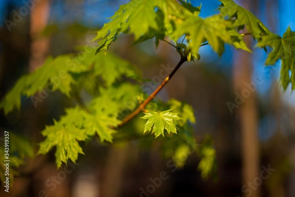 Obraz little maple leaves on tree in springtime