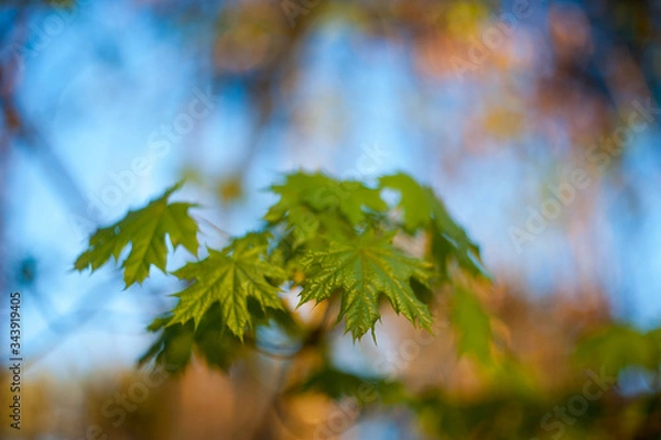 Obraz little maple leaves on tree in springtime