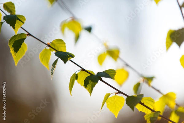 Obraz little leaves on Birch tree in springtime