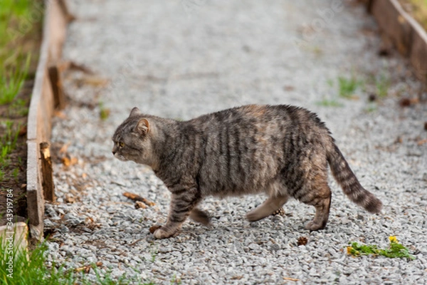 Obraz a grey cat walking in the forest springtime