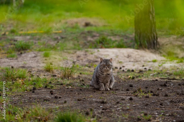 Obraz a grey cat walking in the forest springtime