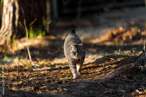 Obraz a grey cat walking in the forest springtime