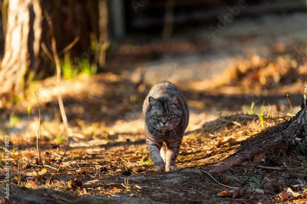 Obraz a grey cat walking in the forest springtime