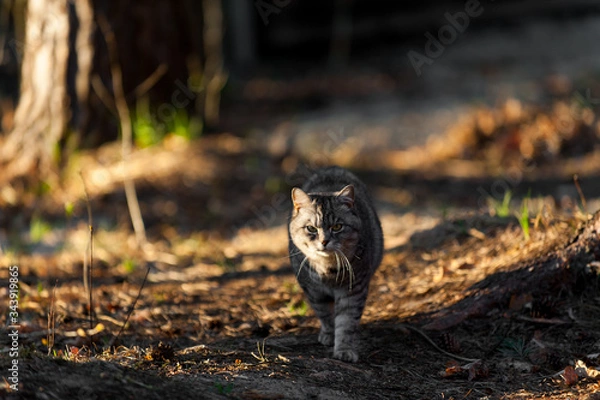 Obraz a grey cat walking in the forest springtime