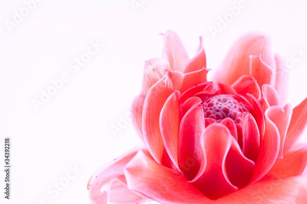 Obraz pink Etlingera elatior .