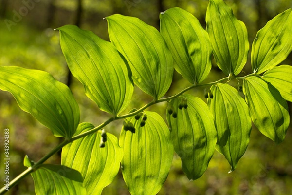Obraz leśne zakamarki