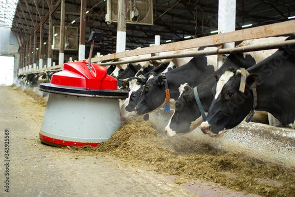 Fototapeta The robot farmers are programmed to work in the farm premises for animal feeding. Automation in agriculture.