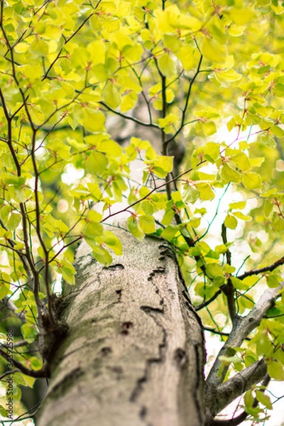 Obraz liśćmi okryty