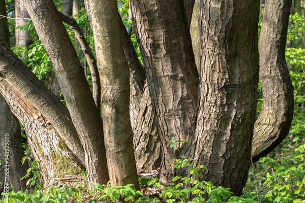 Obraz gestość w naturze