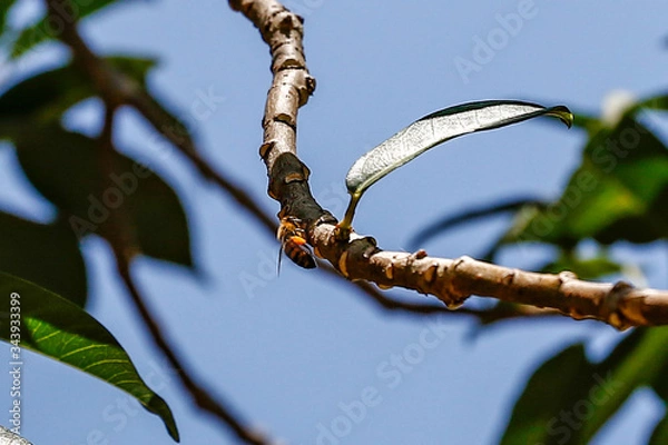 Obraz Bumble Bee to Flower