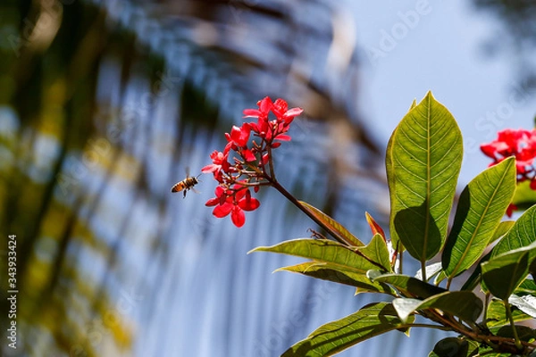 Obraz Bumble Bee to Flower