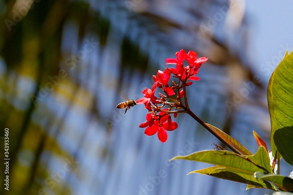 Obraz Bumble Bee to Flower