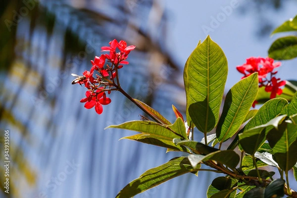 Obraz Bumble Bee to Flower