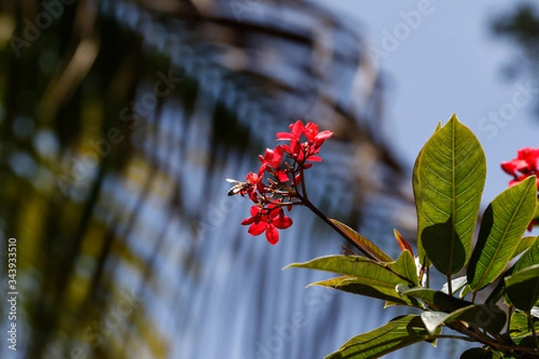 Obraz Bumble Bee to Flower