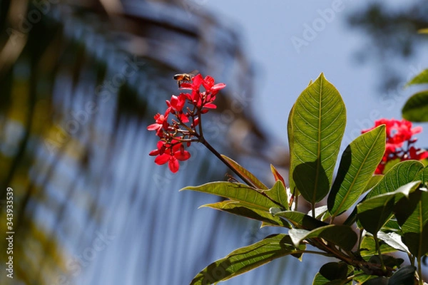 Obraz Bumble Bee to Flower