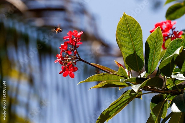 Obraz Bumble Bee to Flower