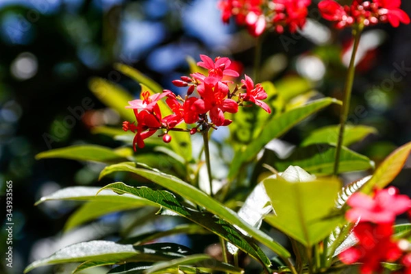 Obraz Bumble Bee to Flower