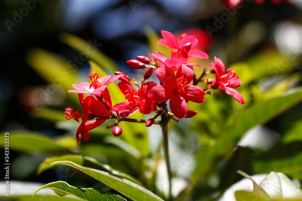 Obraz Bumble Bee to Flower