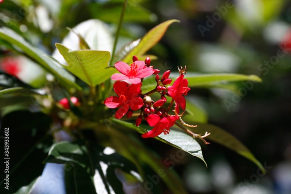 Obraz Bumble Bee to Flower