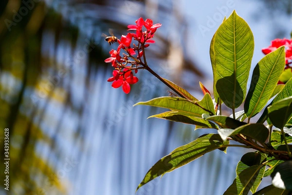 Obraz Bumble Bee to Flower