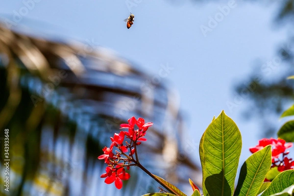 Obraz Bumble Bee to Flower