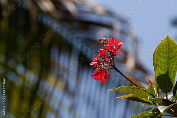 Obraz Bumble Bee to Flower