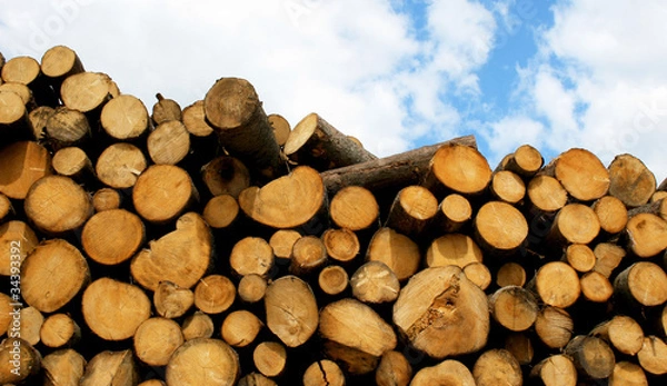 Fototapeta Stos drewna
