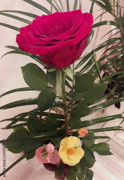 Fototapeta rosa rossa