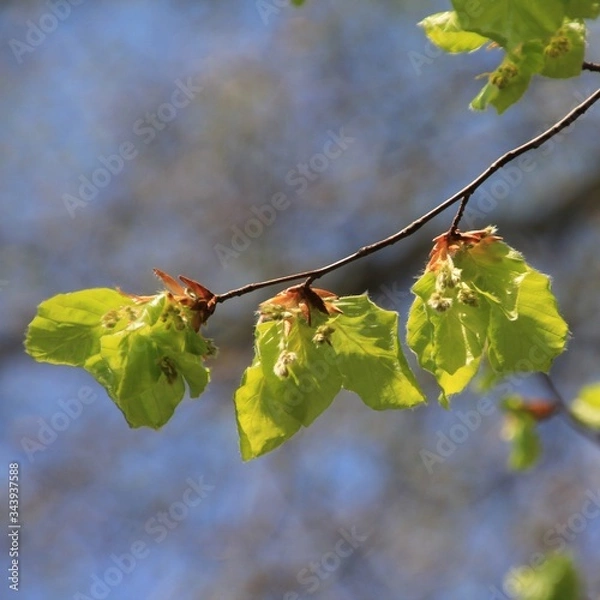 Obraz Frisches Buchengrün