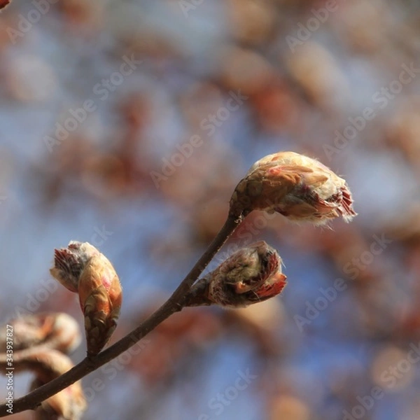 Obraz Rotbuchenblatt