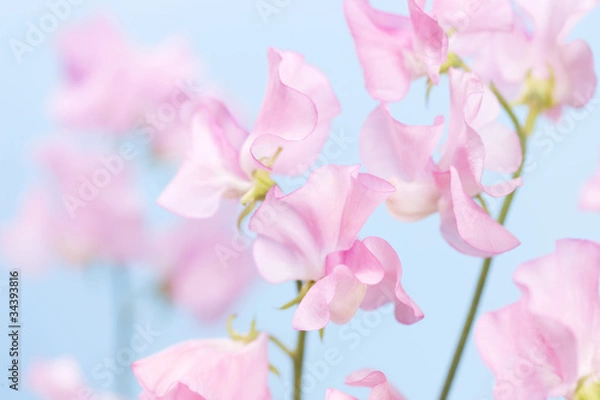 Fototapeta スイトピーの花