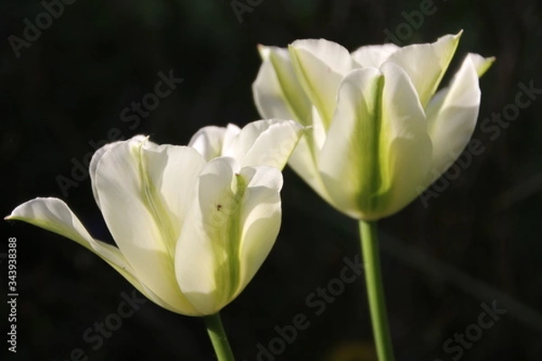 Obraz Paarweise schön