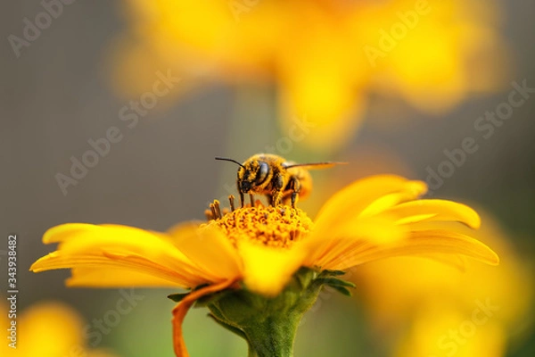 Obraz Bee and flower. Close up of a large striped bee collecting pollen on a yellow flower on a Sunny bright day. Macro horizontal photography. Summer and spring backgrounds
